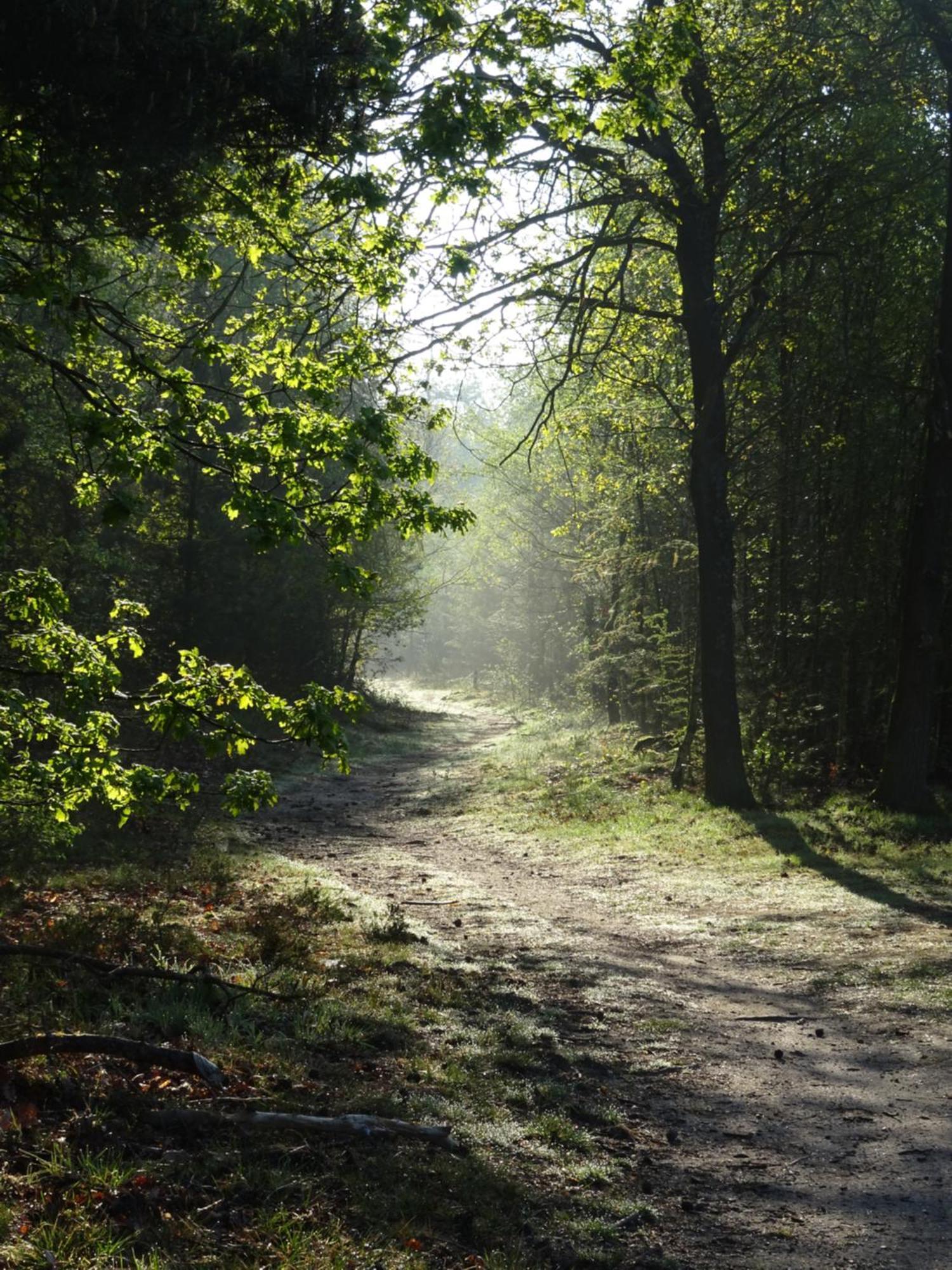 Veluwe Park Reewold Chalet Vision Putten Luaran gambar