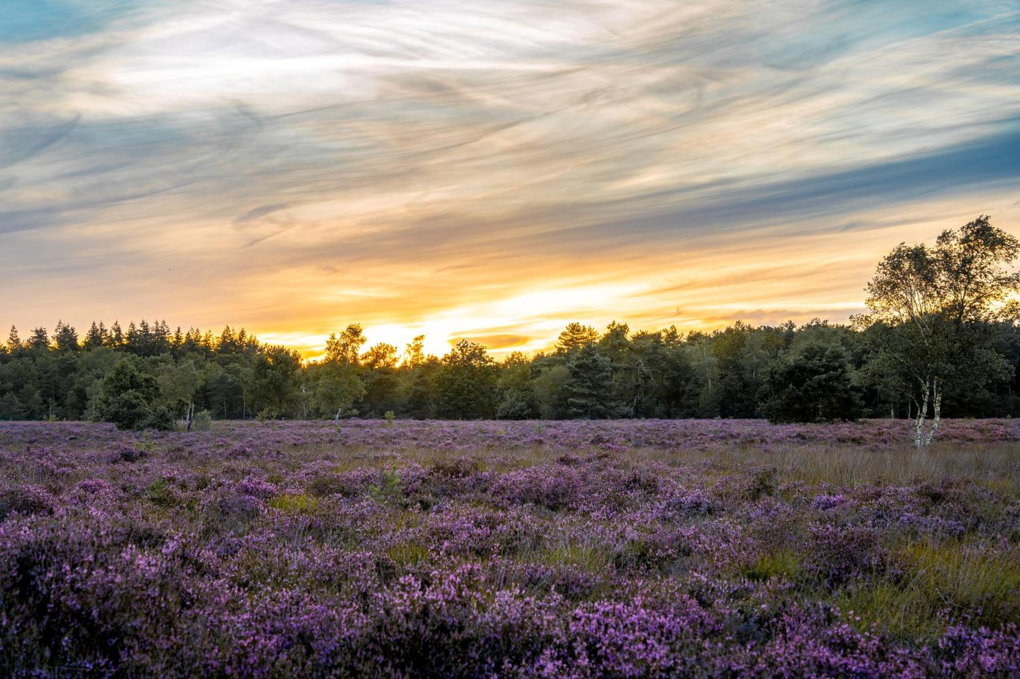 Veluwe Park Reewold Chalet Vision Putten Luaran gambar