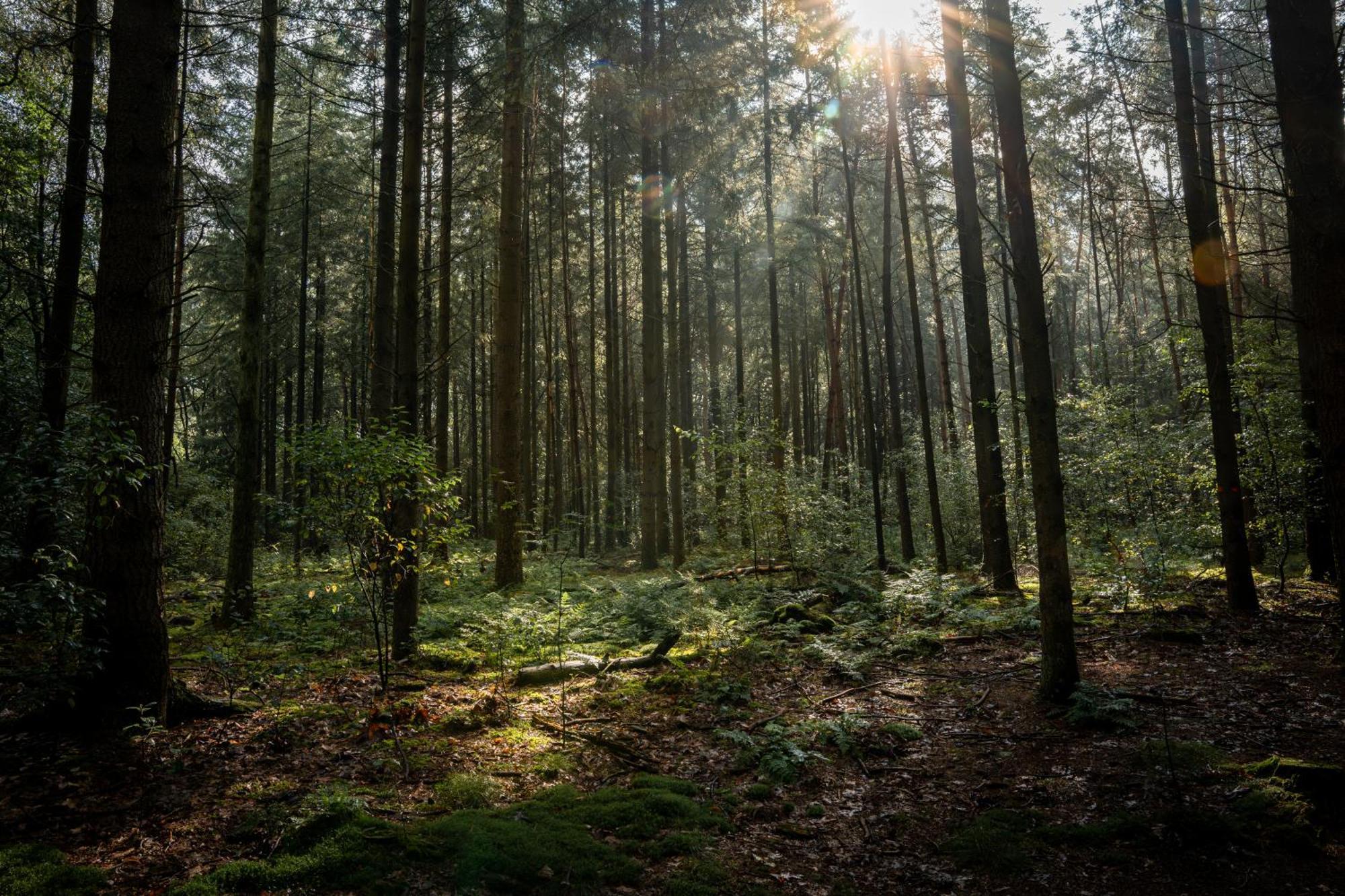 Veluwe Park Reewold Chalet Vision Putten Luaran gambar